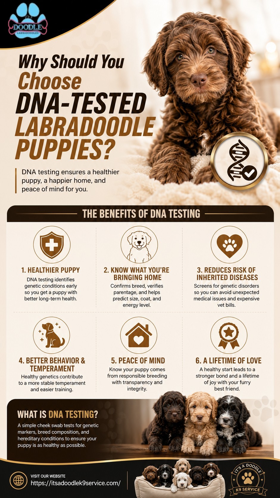 Labradoodle Puppies Available In BC