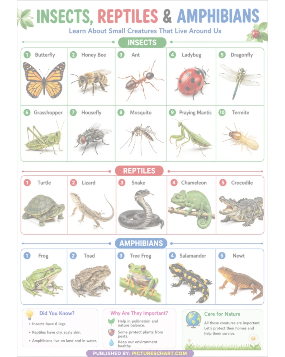 Insects, Reptiles & Amphibians Chart
